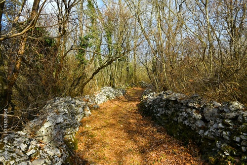 Trail leading through a forest between dry stone walls at Kras, Primorska, Slovenia