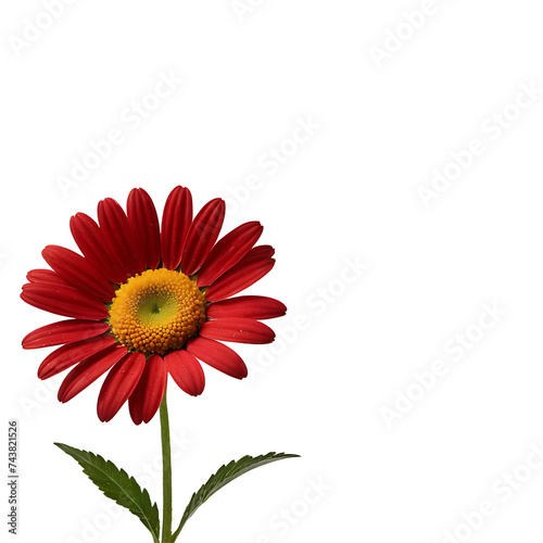 Daisy image isolated on a transparent background PNG photo