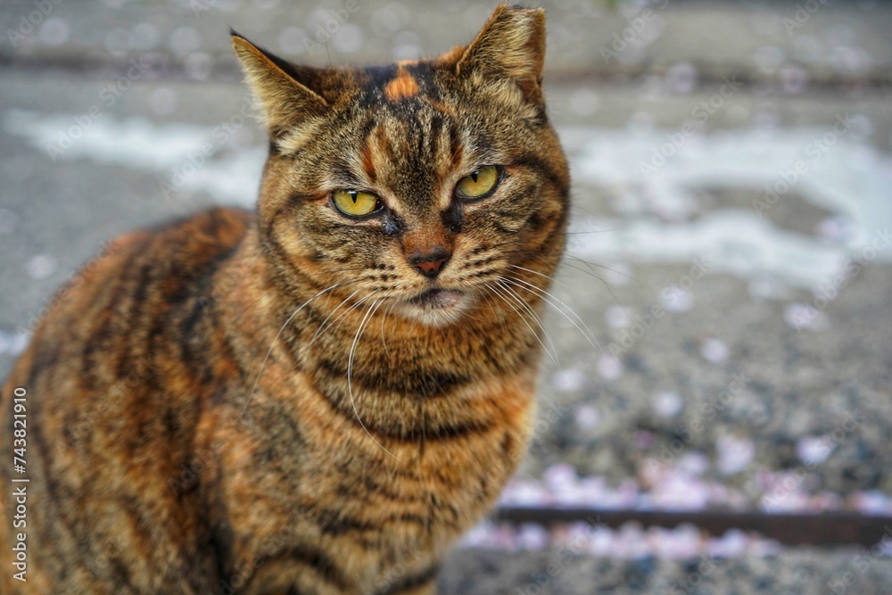 Obraz premium portrait of a cat