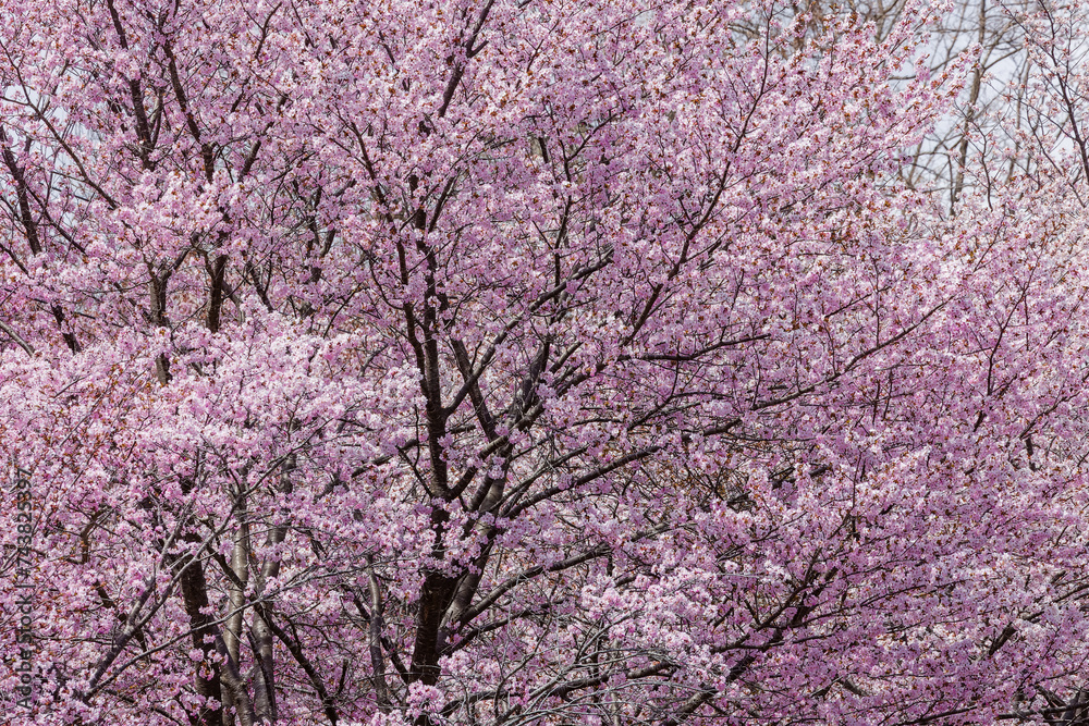 Beautiful pink Sakura (Cherry Blossom) in the springtime
