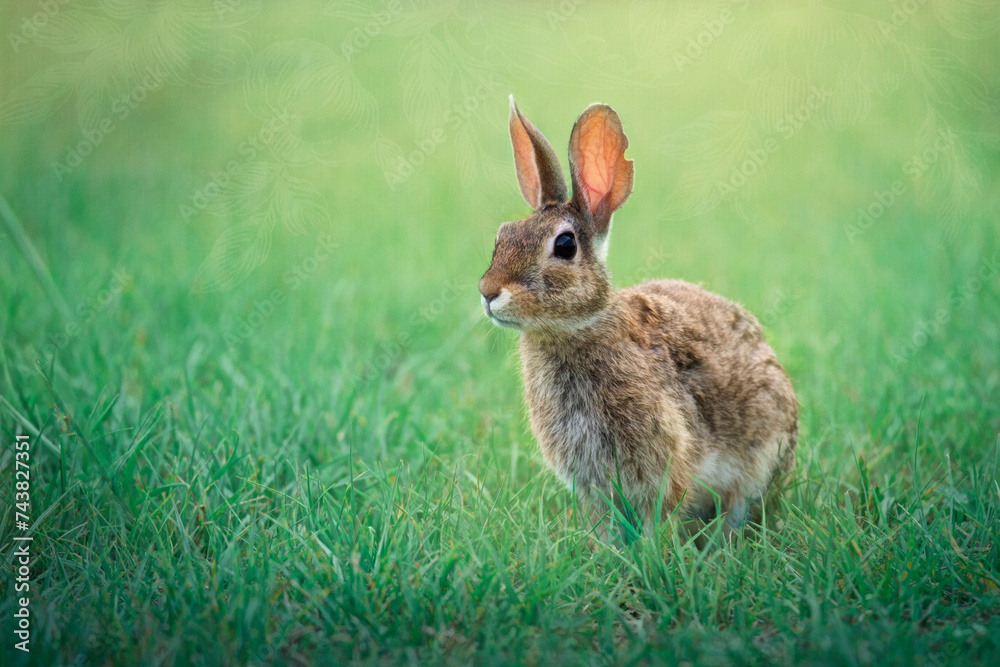 Rabbit in Grass Rabbit in Grass