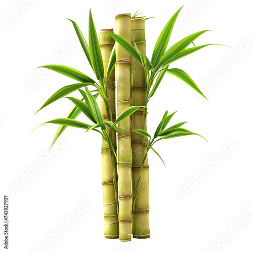 Sugarcane isolated  transparent background white background no background