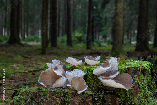 Edible Jelly Hedgehog Fungus (Pseudohydnum gelatinosum) with beautiful magical forest in the background