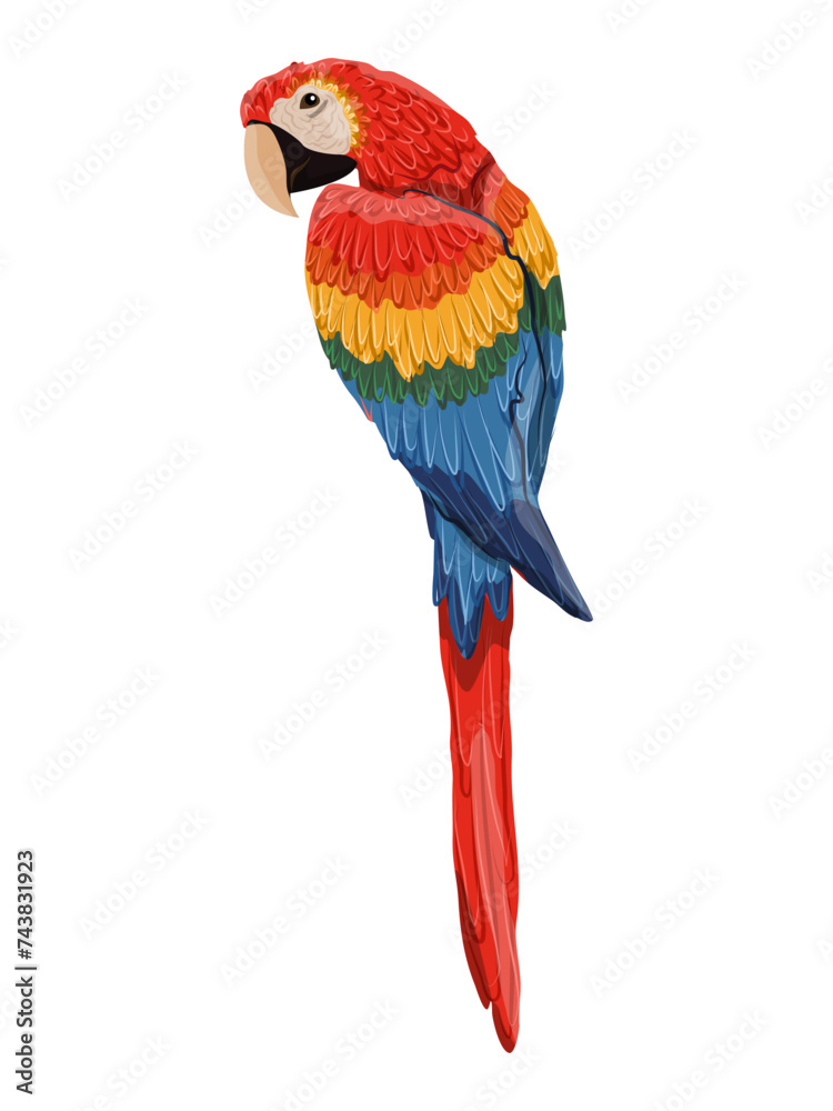 Scarlet macaw parrots.  Realistic Vector South American and Caribbean Jungle Bird