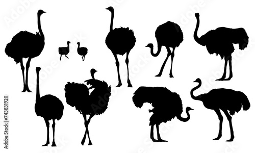 Set of silhouettes of African ostrich. Large wild birds of Africa. Realistic vector animal