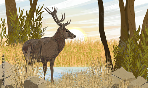 A red deer stands in dry grass on the river bank. Noble deer Cervus elaphus in the wild in autumn. Realistic vector landscape