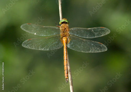 close up of dragonfly  (Aeshna isosceles), Rio Mascari, Usini, sassari, Sardegna, Italia.... photo