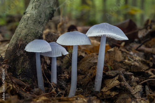 Mycena pura f. ianthina, known as lilac bonnet in the forest