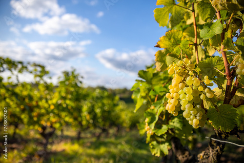 Grappe de raisin blanc type Chardonnay dans les vignes au soleil.