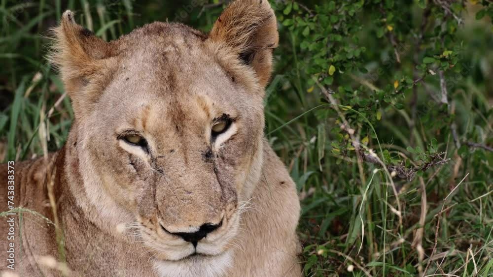 A lioness close-up with eye contact A lioness close-up with eye contact