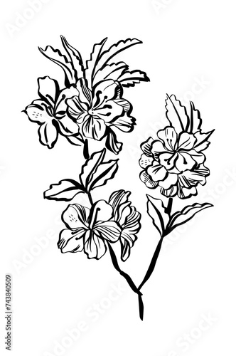 Ilustraci  n de una rama de un   rbol de cerezo en floraci  n  blanco y negro fondo transparente