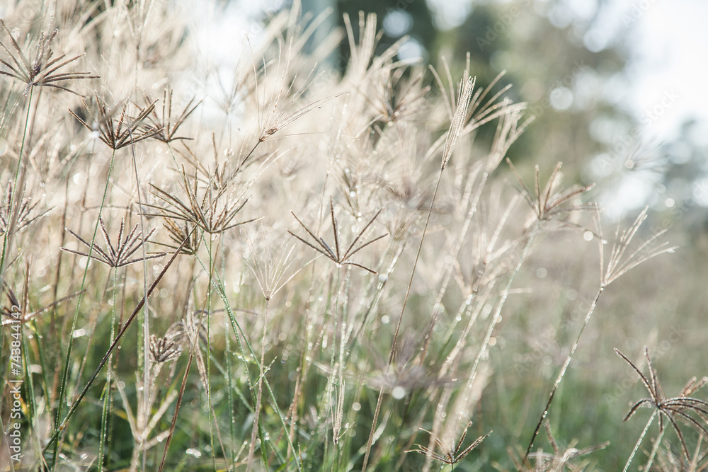 Early morning sunlight shining silver on grass and dew Early morning sunlight shining silver on grass and dew