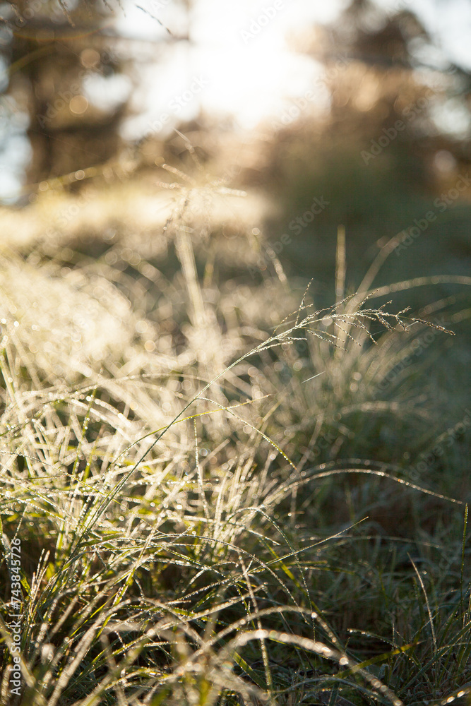 Frost on grass starting to thaw in the morning sunlight Frost on grass starting to thaw in the morning sunlight