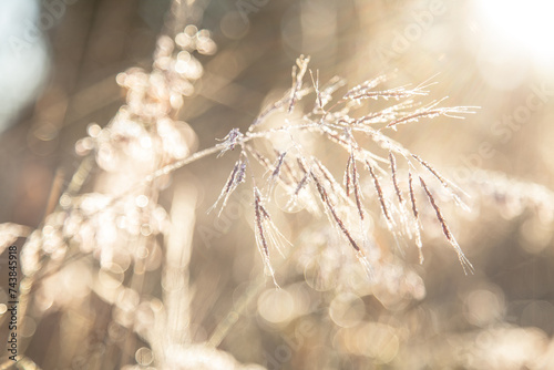 Sunlight shining off a frosty seed head photo