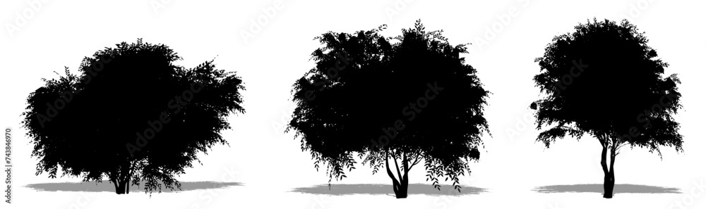 Fototapeta premium Set or collection of Black Elder trees as a black silhouette on white background. Concept or conceptual vector for nature, planet, ecology and conservation, strength, endurance and beauty