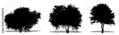 Set or collection of Black Elder trees as a black silhouette on white background. Concept or conceptual vector for nature, planet, ecology and conservation, strength, endurance and  beauty