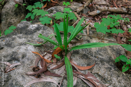 Curculigo orchioides, a type of wild orchid with small yellow flowers in the forest, grows during the rainy season photo