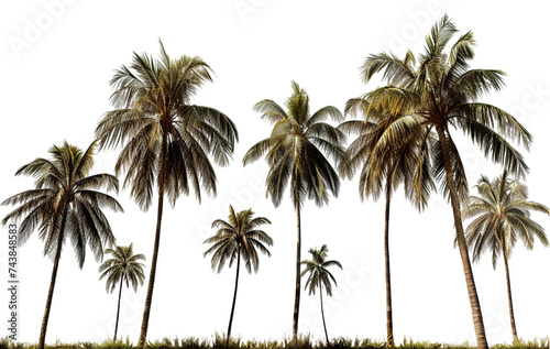 Tropical palm trees  cut out