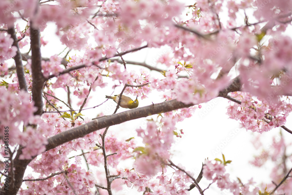 満開の緋寒桜の花に囲まれたメジロ