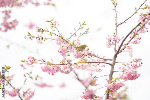 満開の緋寒桜の花に囲まれたメジロ © Kazuki Yamada