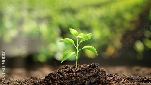 Agriculture eco friendly farming concept. Process of growing plant. Green small sprout growing out of the soil, spring organic farming and gardening. photo
