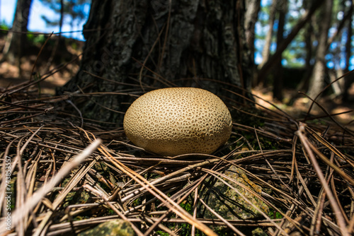 Common earthball (Scleroderma citrinum) at a Pinus forest in Sao Francisco de Paula, South of Brazil