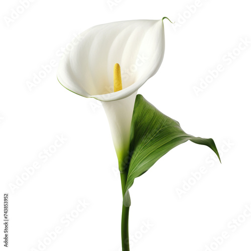 Flower - nature.White . Calla Lily: Beauty and elegance