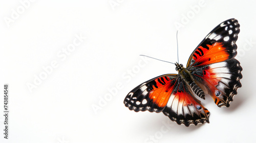 Beautiful Butterfly Isolated on White Background. © Bitz