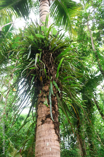 Pyrrosia longifolia on the coconut tree. Pyrrosia longifolia is a kind of Epiphyte group of ferns that grow well on trees. Wild epiphytic plants in the forest photo