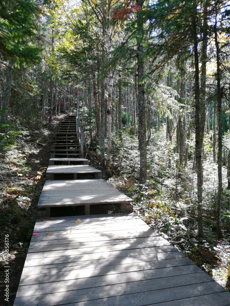 Wooden stairs to the top of the mountain in the forest Wooden stairs to the top of the mountain in the forest