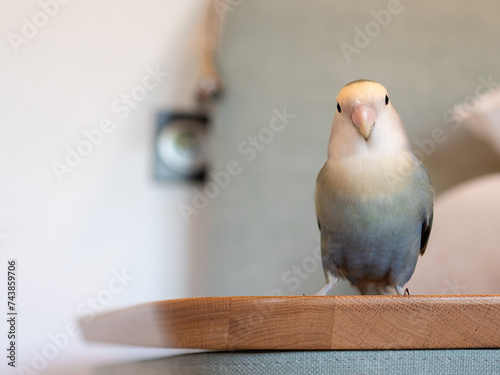 Pet agaporni bird loose around the house © 23_stockphotography