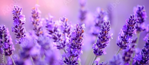 A vibrant field of lavender flowers in full bloom, showcasing their alluring fragrance and beauty.