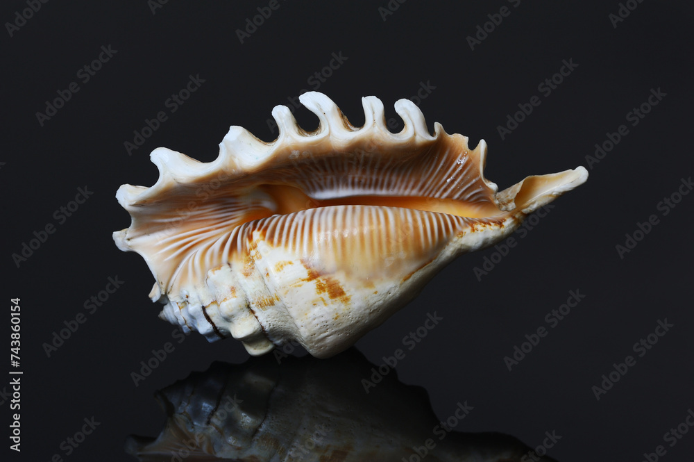 Obraz premium seashell on black