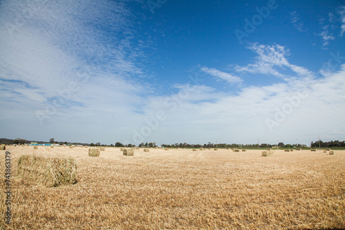 Paddock of rectangle oat straw bales in midday sunlight