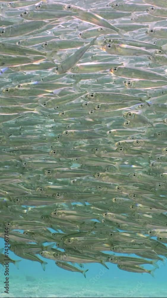 Vertical video, Camera follows large school of Hardyhead Silverside fish swims in blue water in shallow water at daytime in bright sun rays, slow motion Vertical video, Camera follows large school of Hardyhead Silverside fish swims in blue water in shallow water at daytime in bright sun rays, slow motion