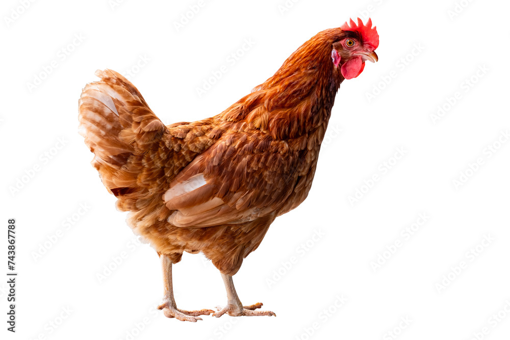 Fototapeta premium Chicken, Full body of brown chicken hen standing isolated transparent background, Laying hens farmers concept. PNG File