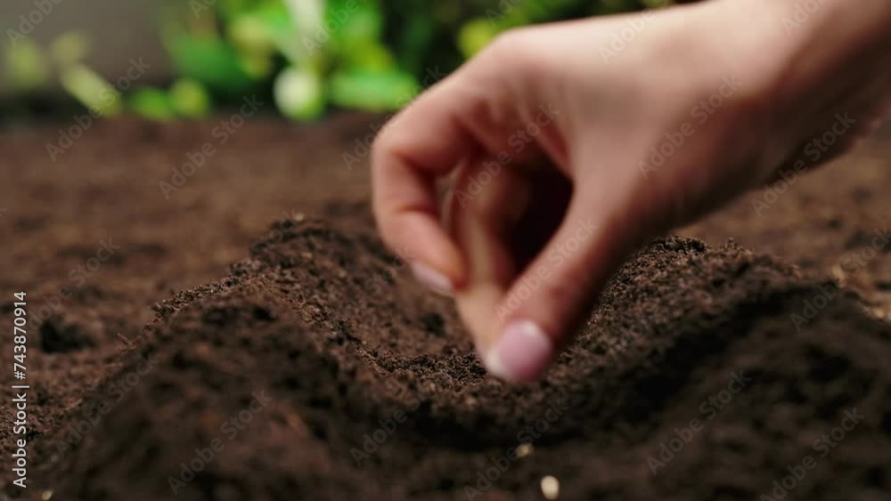 Gardener putting seeds in the ground. Woman farmer hand planting sowing seeds in soil row, preparation for spring season, organic farming and gardening.