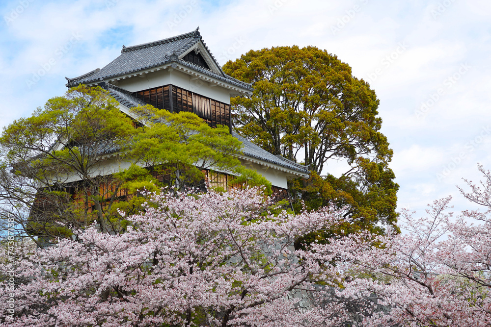 View of Japanese cherry blossoms blooming at Kumamoto Castle View of Japanese cherry blossoms blooming at Kumamoto Castle