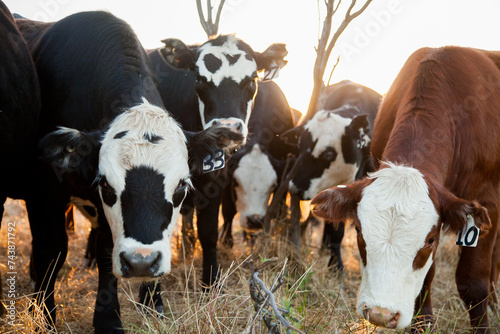 herd of beef cattle crowding in close together at sunset photo