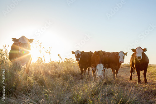 Five cows in a farm paddock at sunset