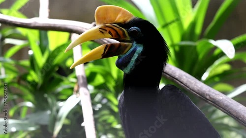 Knobbed Hornbill is a colourful hornbill native to Indonesia. Faunal symbol of South Sulawesi province. Rhyticeros cassidix photo