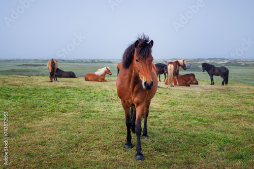 Wonderful  unique Icelandic horse  bay color  and his herd in the field in the background. Natural treasure and tourism concepts.