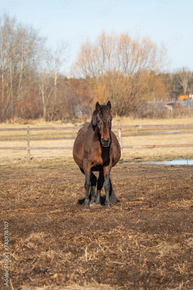 Horse in the outdoor