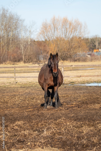 Obraz na płótnie Horse in the outdoor w salonie