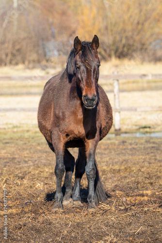Horse in the outdoor