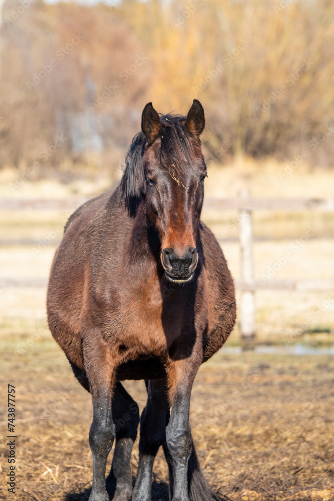 Horse in the outdoor