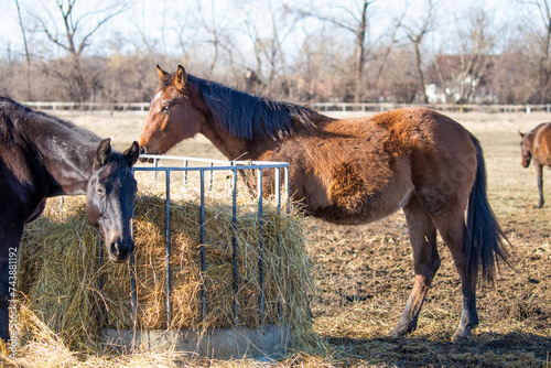 Horse in the outdoor