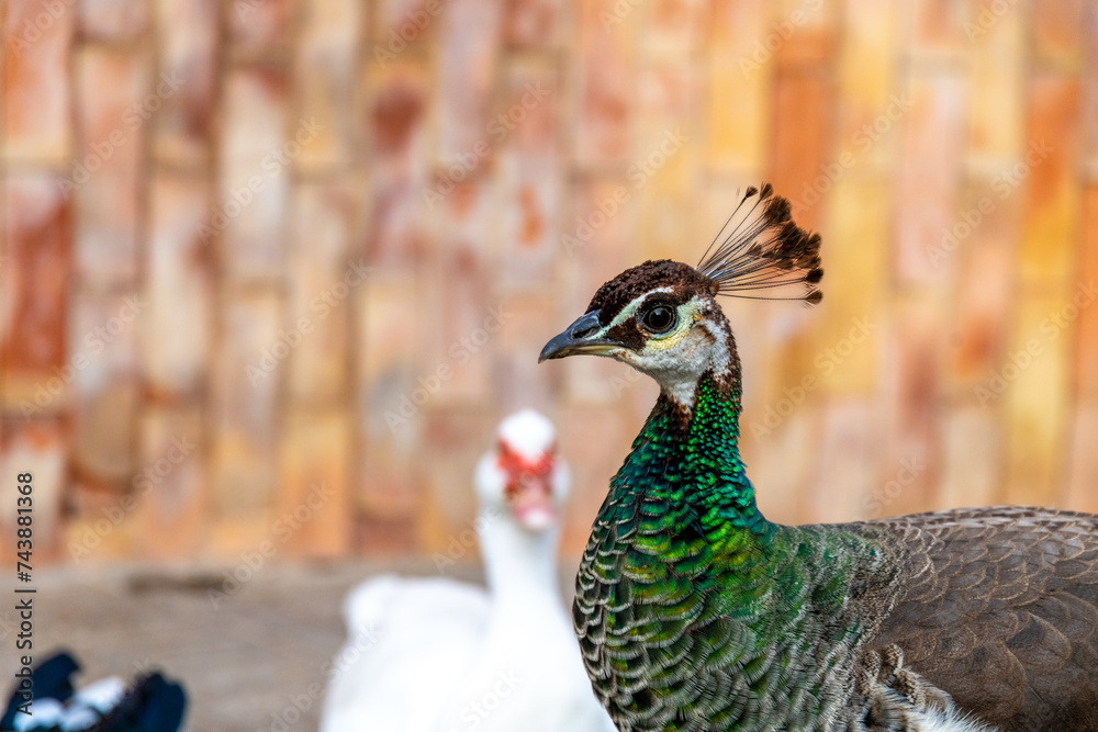 Peahen Portrait with White Duck in Background Peahen Portrait with White Duck in Background