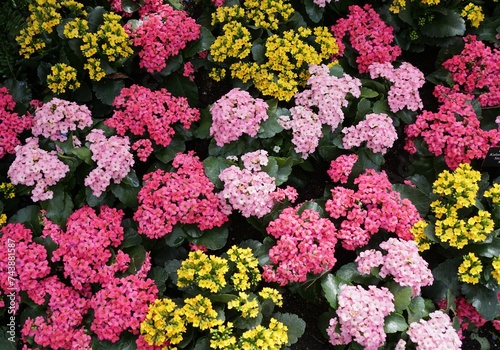 The mixed of yellow, pink and, purple Kalanchoe Blossfeldiana flowers © K.A