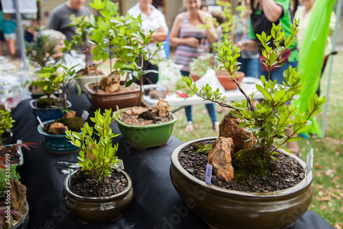 Bonsai trees for sale at a market stall